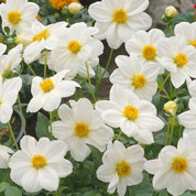 Dahlia Mignon white